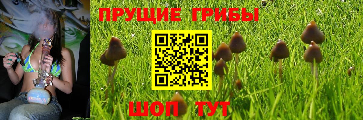 Псилоцибиновые грибы Psilocybine cubensis Ялта